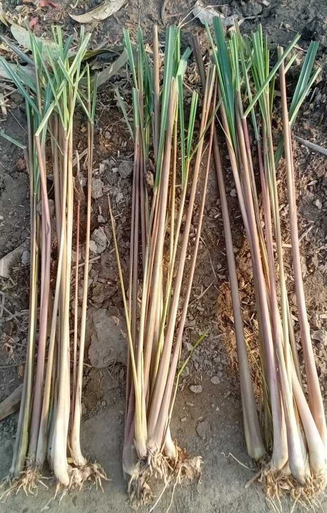 Lemongrass Leaves