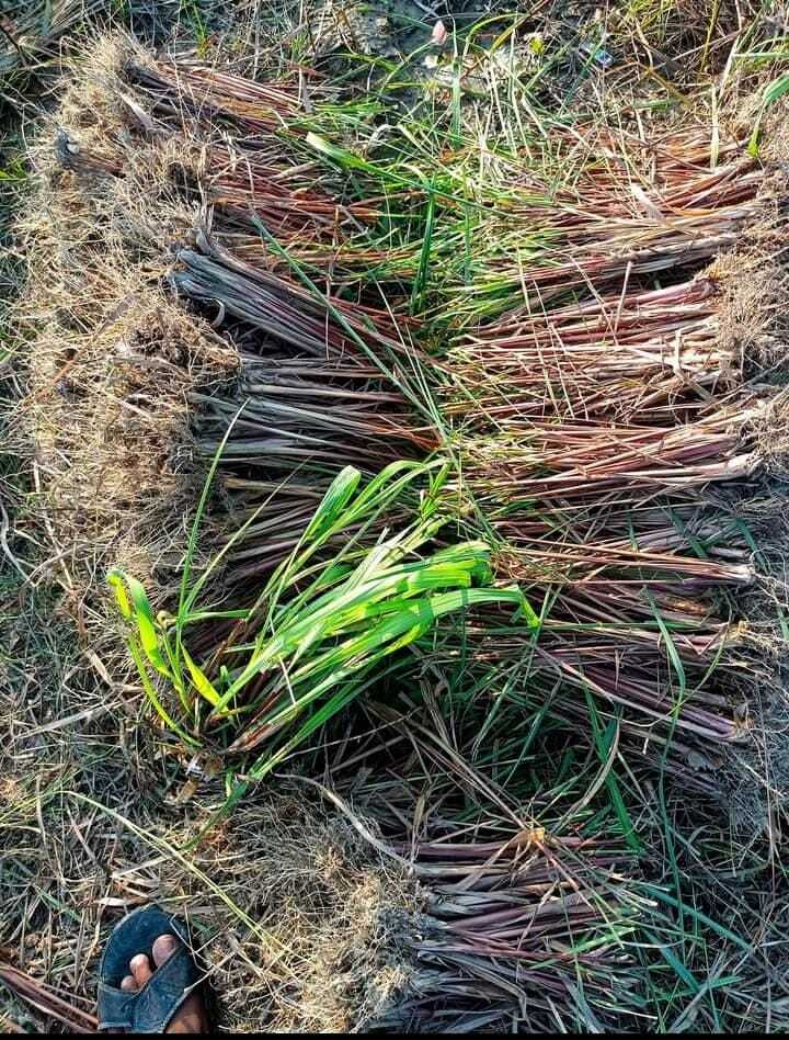 Lemongrass Leaves