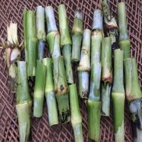 Super Naiper Stick - Breed: Hybrid