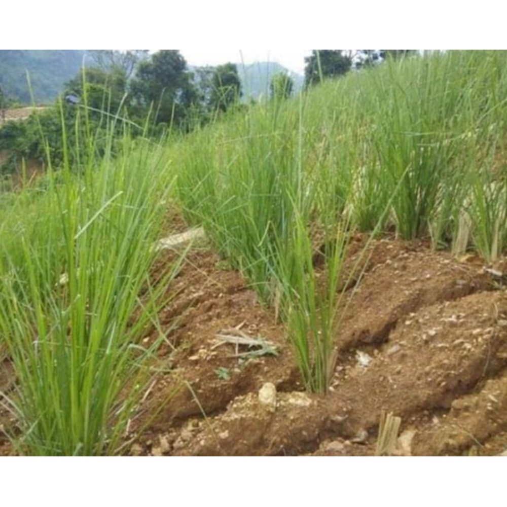 Vetiver Grass Slips
