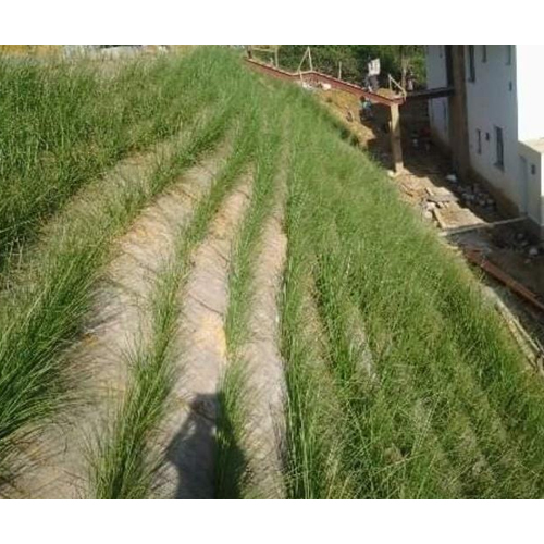 Vetiver Grass Slips