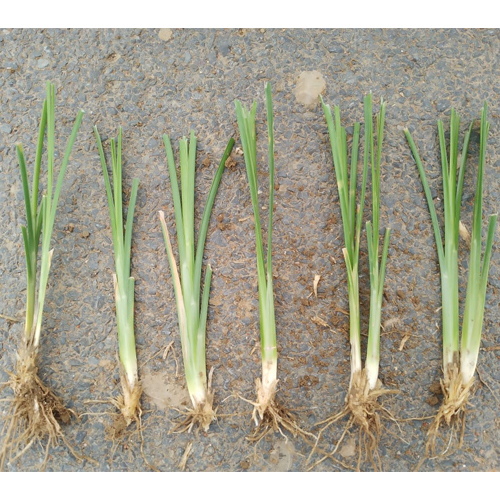 Vetiver Slips Grass
