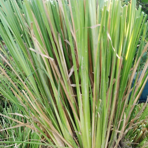 Vetiver Slips Grass