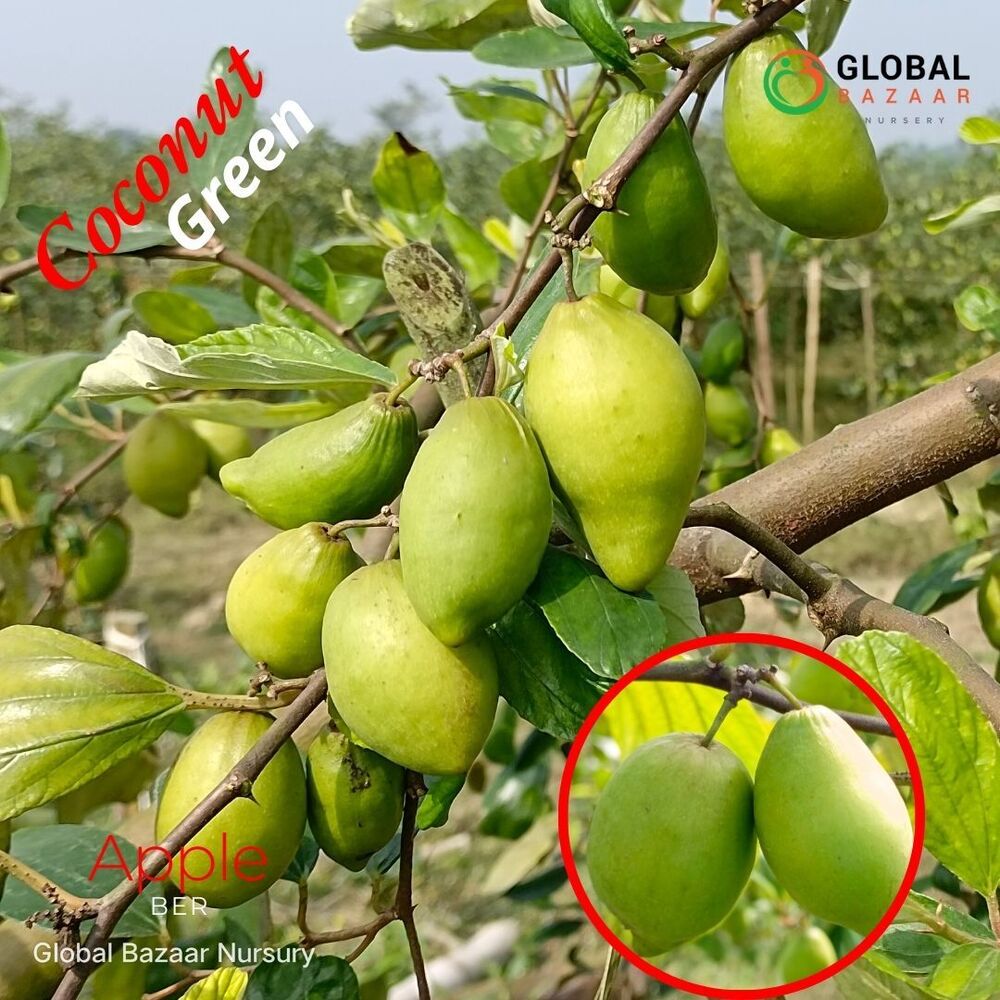 Coconut Apple Ber Plant