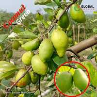 Coconut Apple Ber Plant - Breed: Hybrid