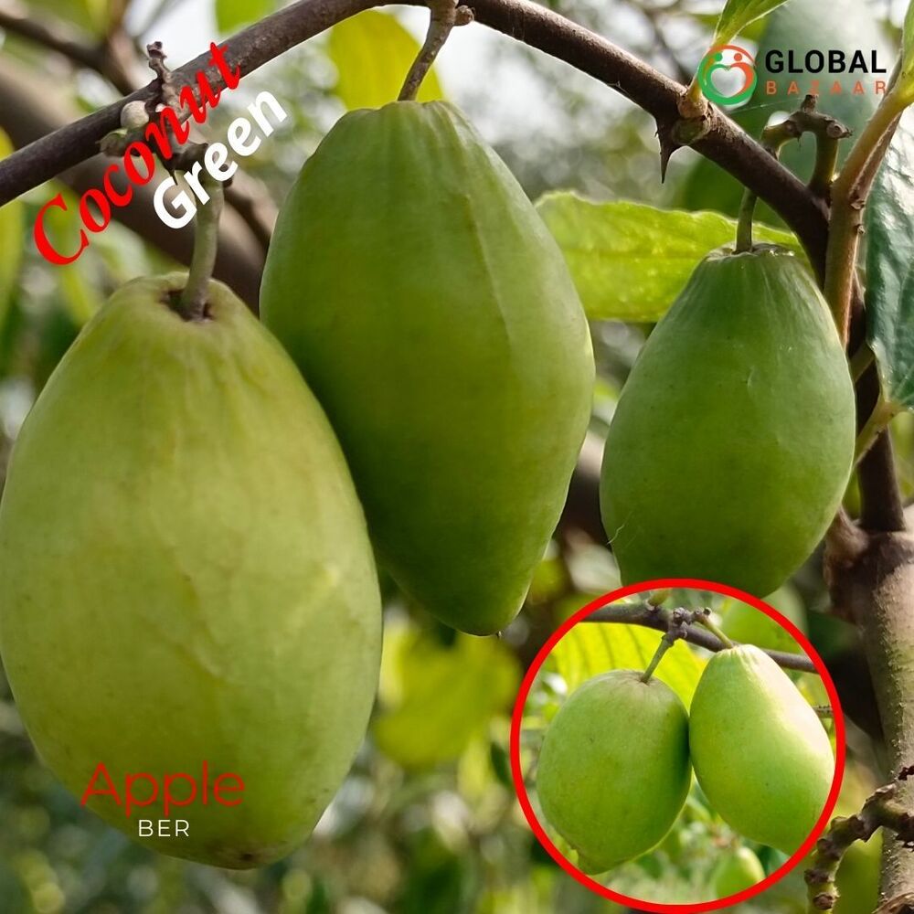 Coconut Apple Ber Plant
