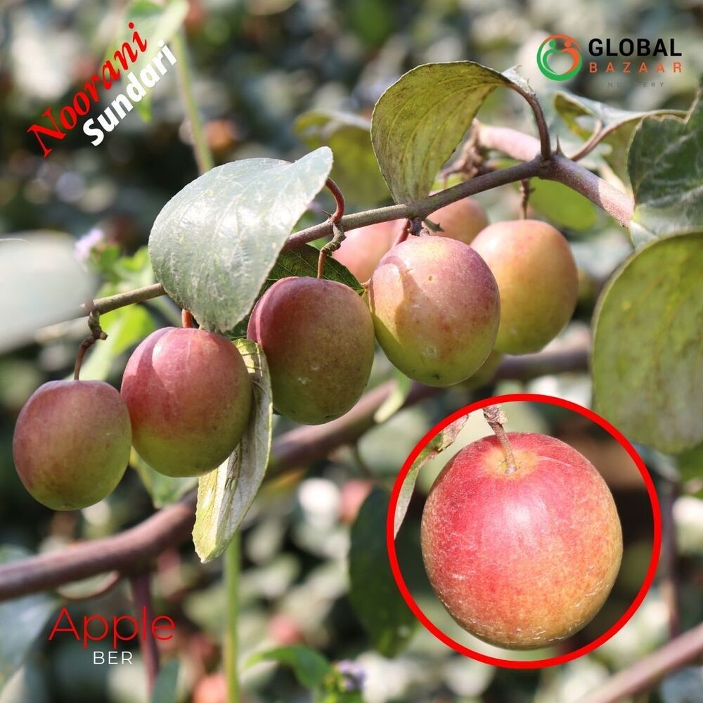 Nurani Sundari Apple Ber Plant