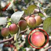 Nurani Sundari Apple Ber Plant - Breed: Hybrid