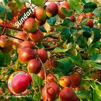 Nurani Sundari Apple Ber Plant