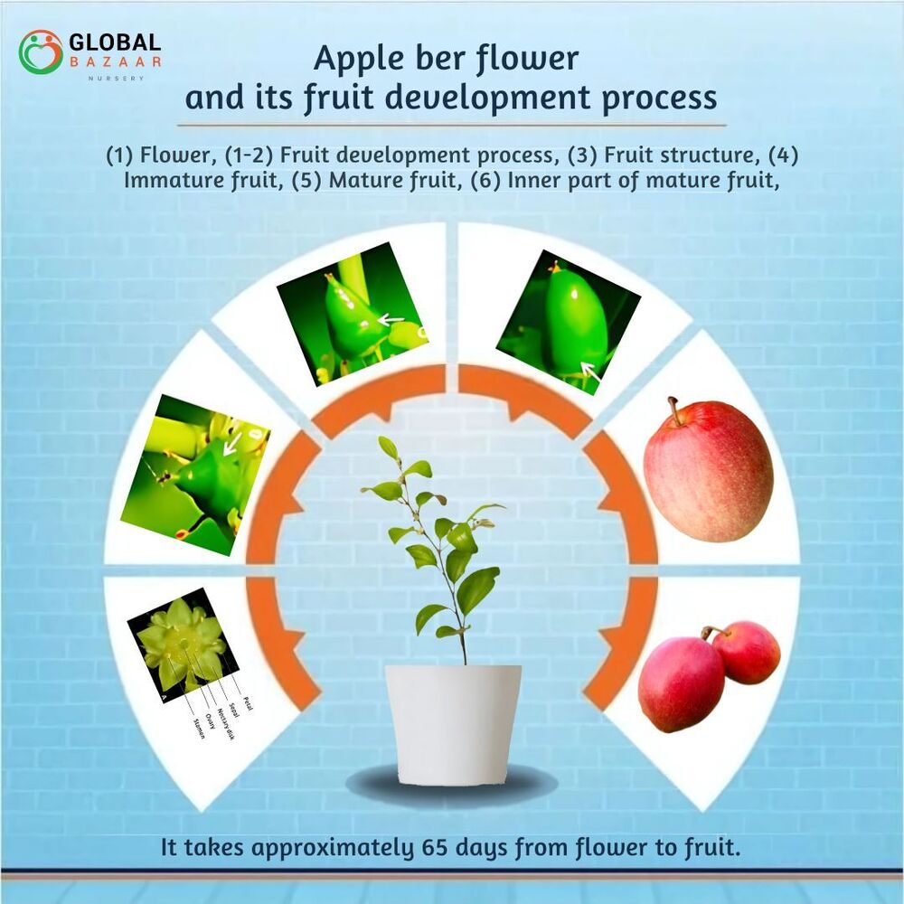 Nurani Sundari Apple Ber Plant