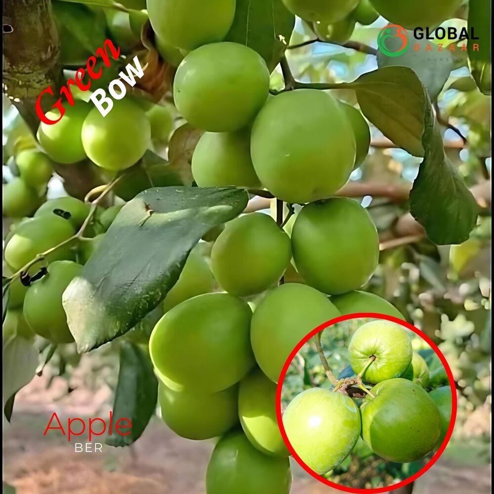 Green Apple Ber Plant