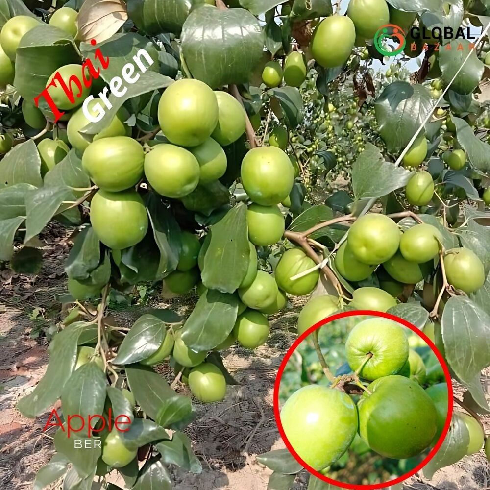 Green Apple Ber Plant