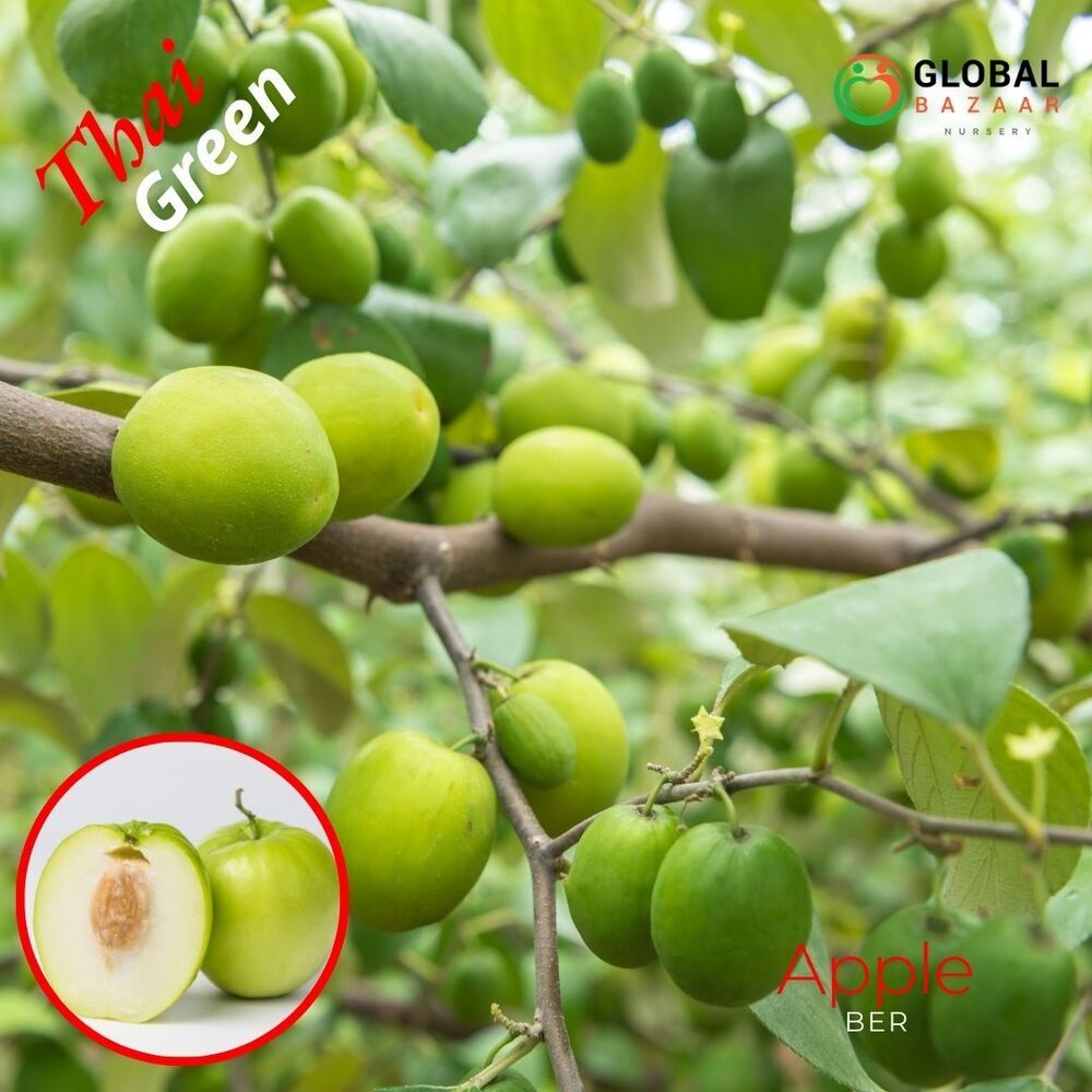 Green Apple Ber Plant