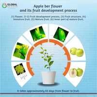 Green Apple Ber Plant