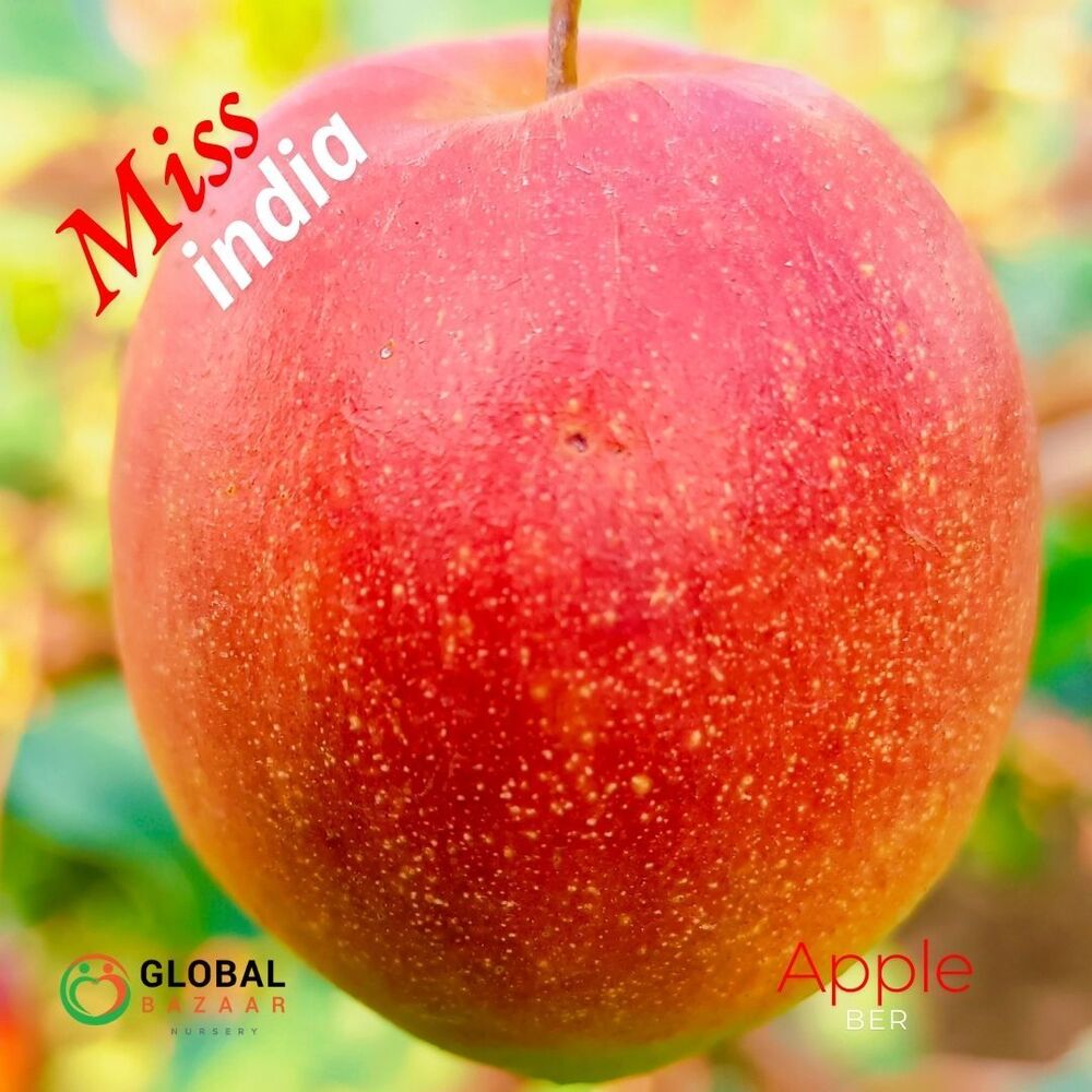 Miss India Apple Ber Plant