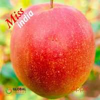Miss India Apple Ber Plant - Breed: Grafted