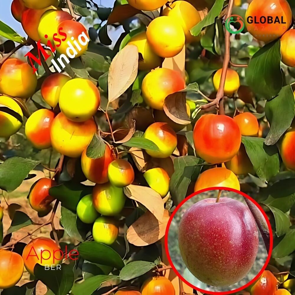 Miss India Apple Ber Plant
