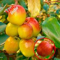Miss India Apple Ber Plant