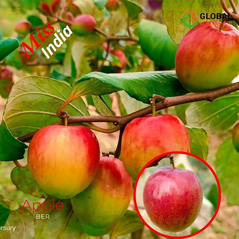 Miss India Apple Ber Plant