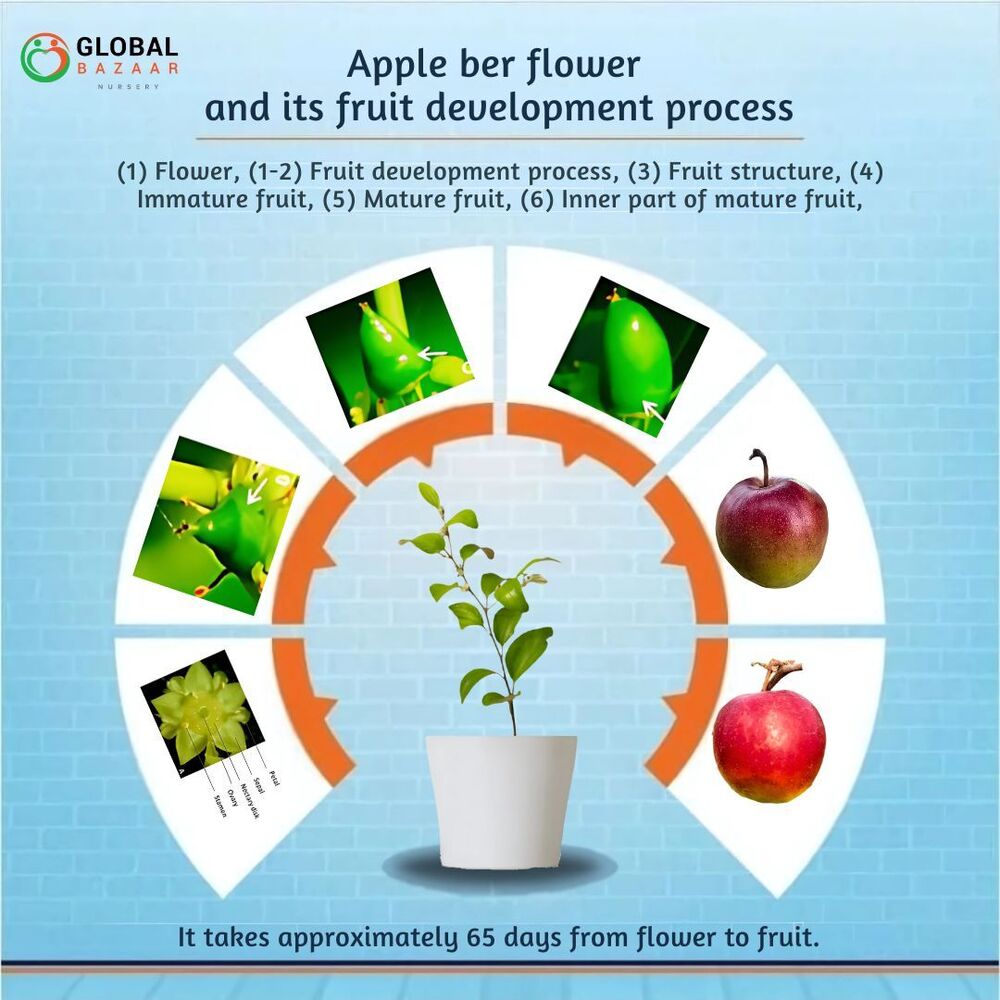 Miss India Apple Ber Plant