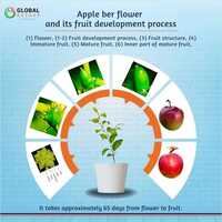 Miss India Apple Ber Plant