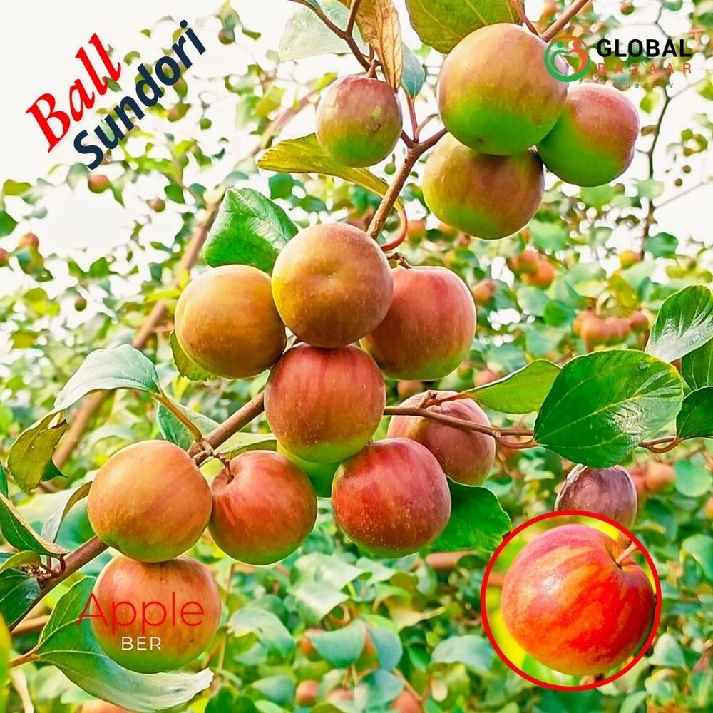 Ball Sundari Apple Ber Plant