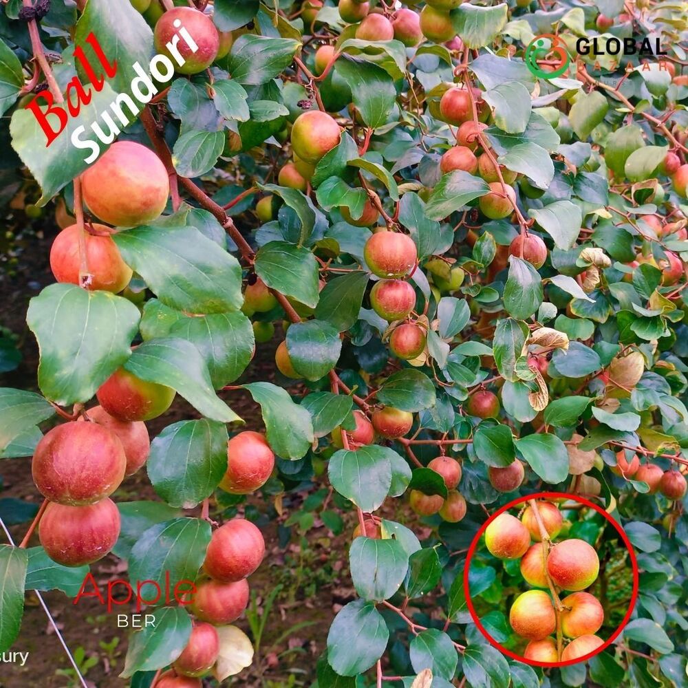 Ball Sundari Apple Ber Plant