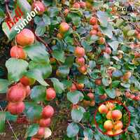 Ball Sundari Apple Ber Plant