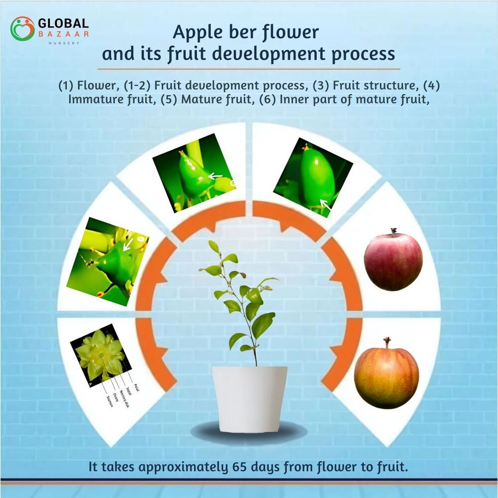 Ball Sundari Apple Ber Plant