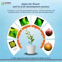 Ball Sundari Apple Ber Plant