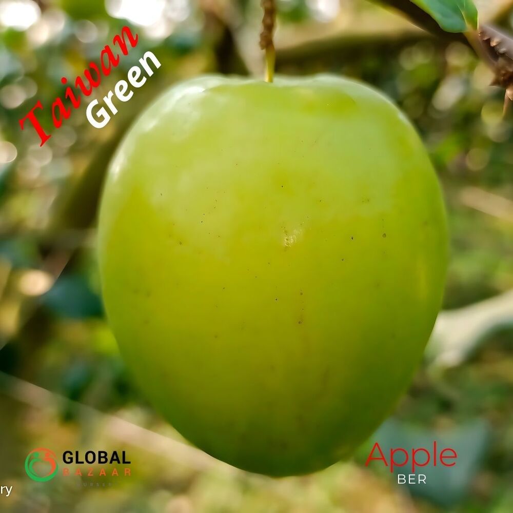Taiwan Apple Ber Plant
