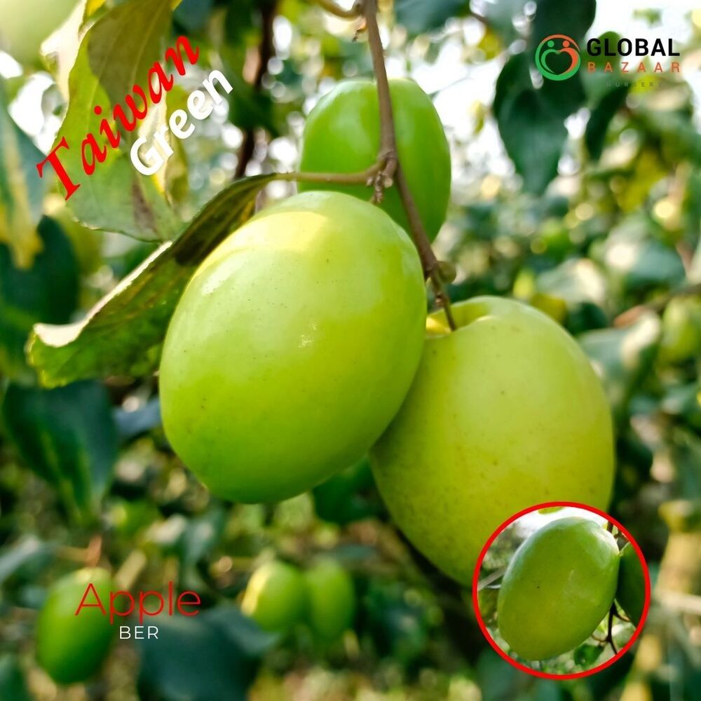 Taiwan Apple Ber Plant