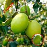 Taiwan Apple Ber Plant