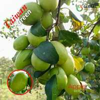 Taiwan Apple Ber Plant