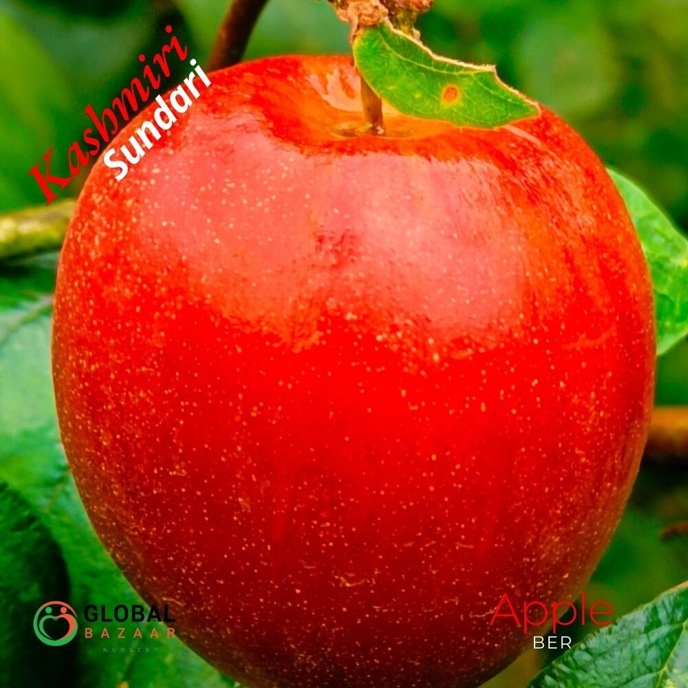 Kashmiri Sundari Apple Ber Plant