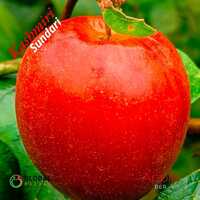Kashmiri Sundari Apple Ber Plant - Breed: Hybrid