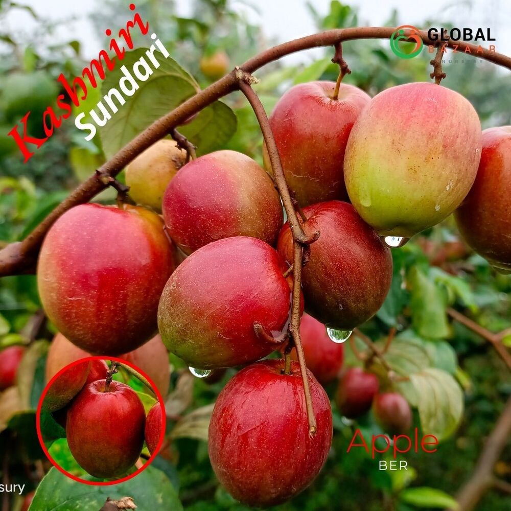 Kashmiri Sundari Apple Ber Plant