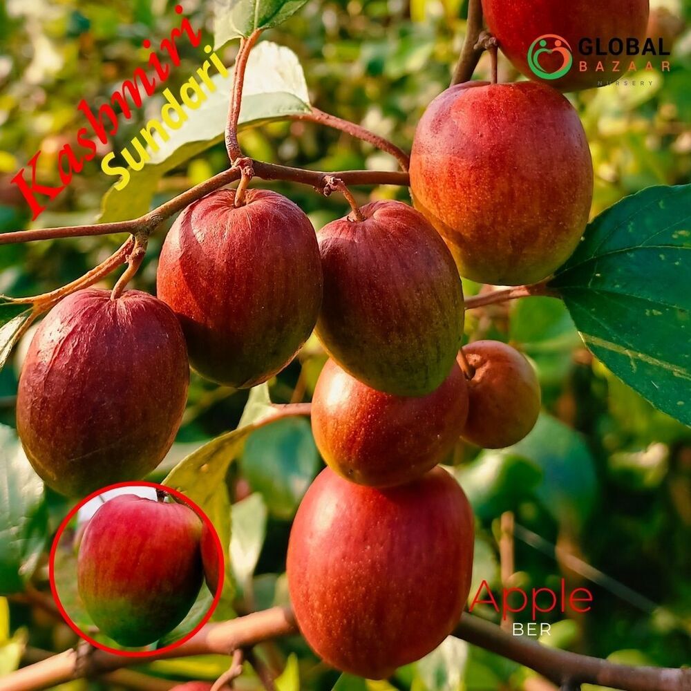 Kashmiri Sundari Apple Ber Plant