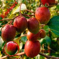Kashmiri Sundari Apple Ber Plant