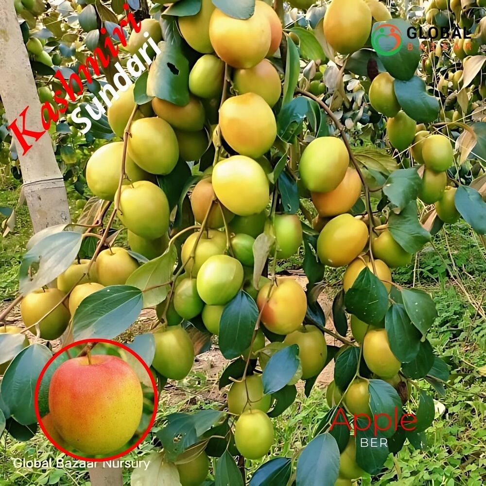 Kashmiri Sundari Apple Ber Plant