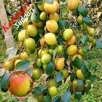 Kashmiri Sundari Apple Ber Plant