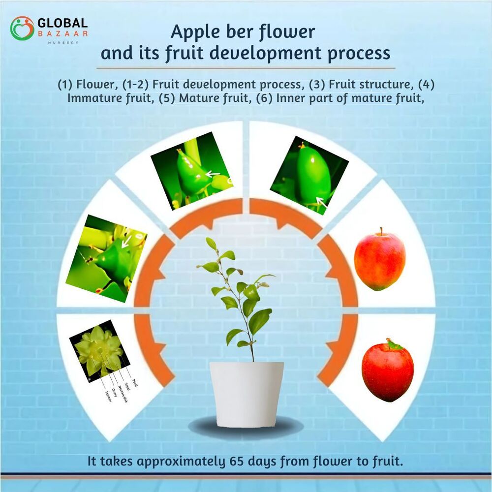 Kashmiri Sundari Apple Ber Plant