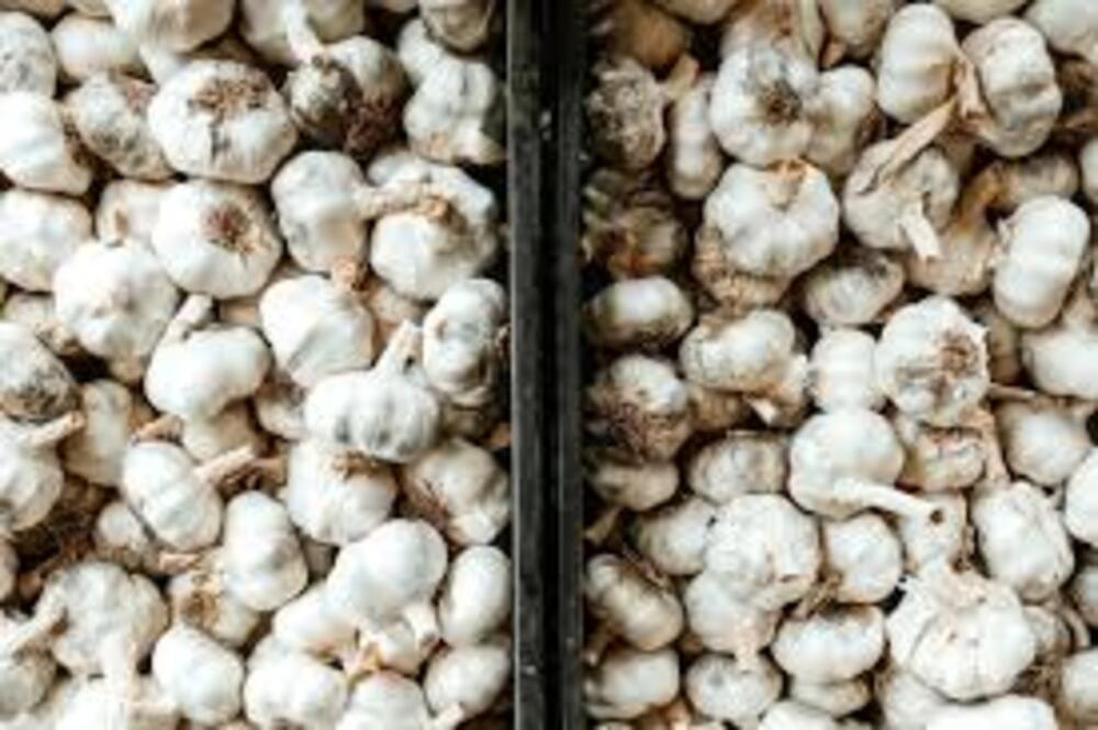Fresh Garlic - Medium To Big Size, White Color | Raw Processing Form, 99% Moisture, 45 Days Shelf Life, A Grade Quality
