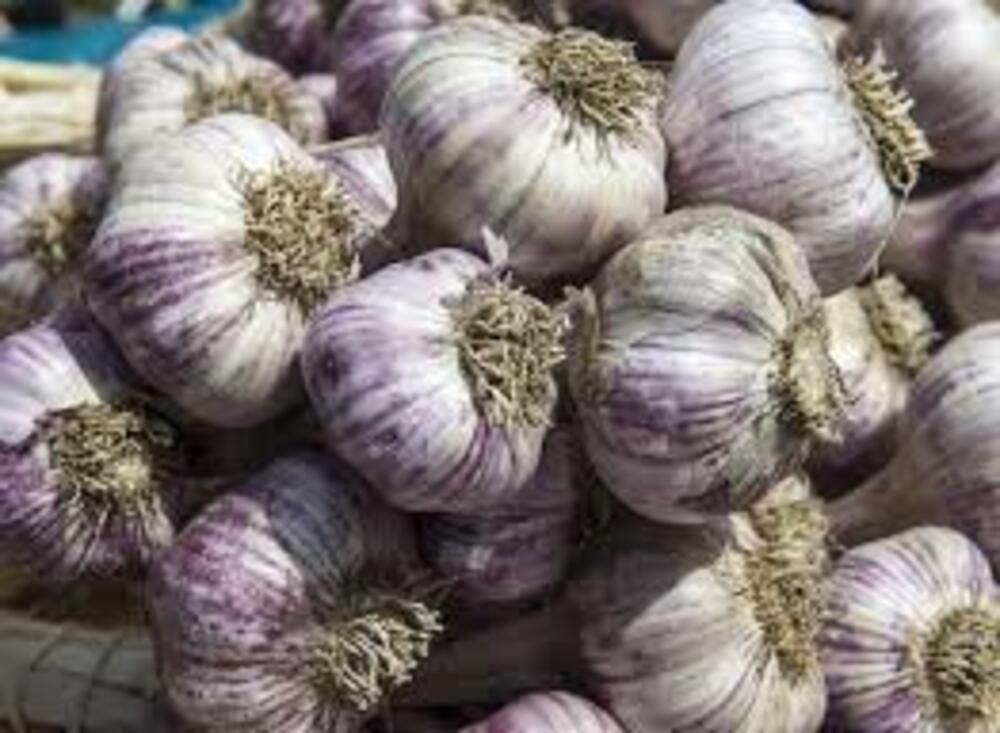 Fresh Garlic - Medium To Big Size, White Color | Raw Processing Form, 99% Moisture, 45 Days Shelf Life, A Grade Quality