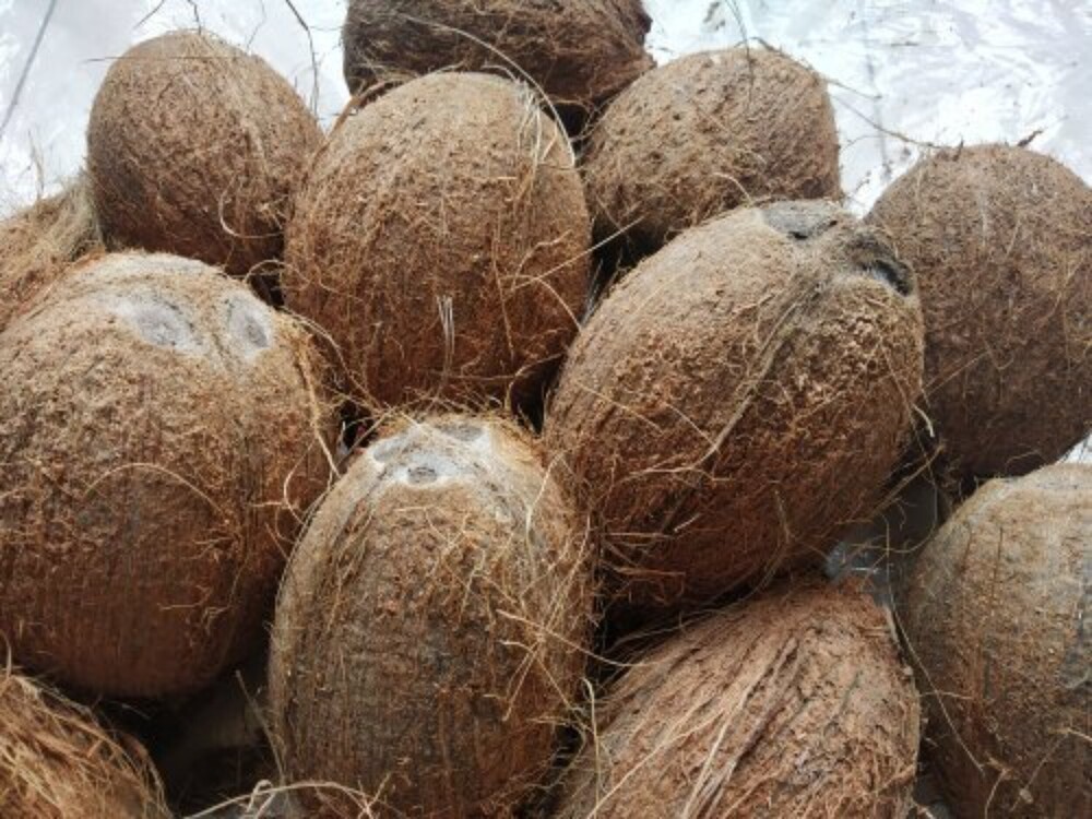 Pure Coconuts - Color: Brown