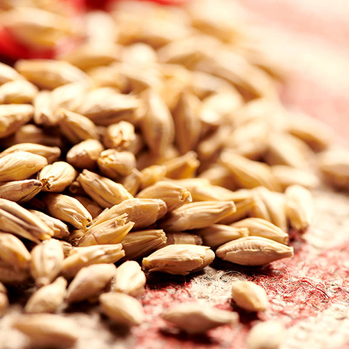 Weyermann Pilsner Malz Extra Hell