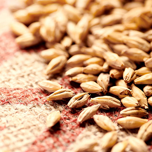 Weyermann PilsnerMalz