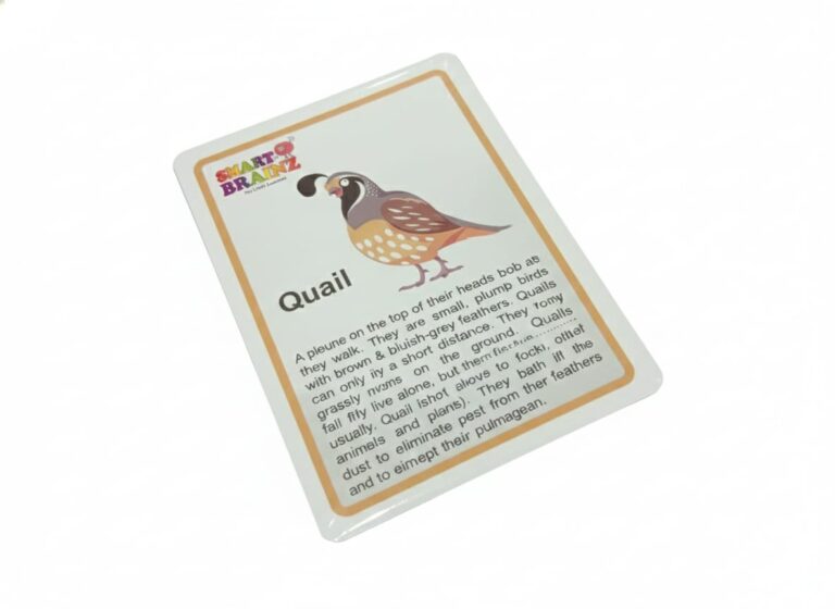 Flash Cards - Color: Multicolor