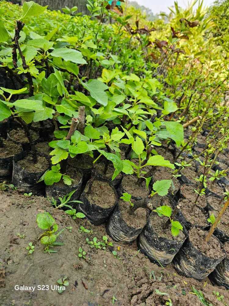 अंगिर पौधा