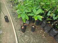 Avocado Plant